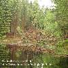 Pretty little pond.