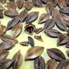 Strange starfruit-like seed.