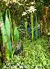 Green and blue tendrils.
