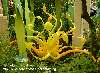 Yellow tendrils.