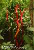 Red tendrils.