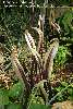 Leaves.