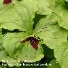 Trillium erectum, red flower.