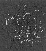 Fig. 10: Computer diagram with van der Waals surfaces exemplified by dehydrosenecionine