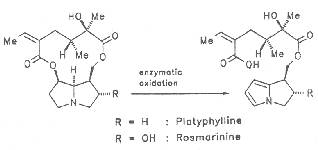 Scheme 6: Metabolism of 1,2 saturated PAs