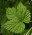plant info