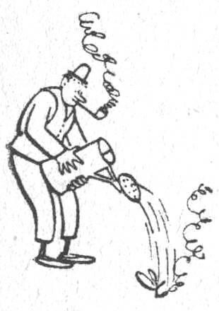 Kuva 84. Tupakan kasvatus.