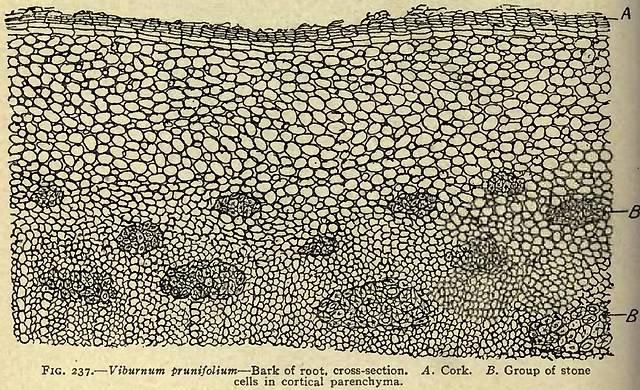 Fig. 237. Viburnum prunifolium.
