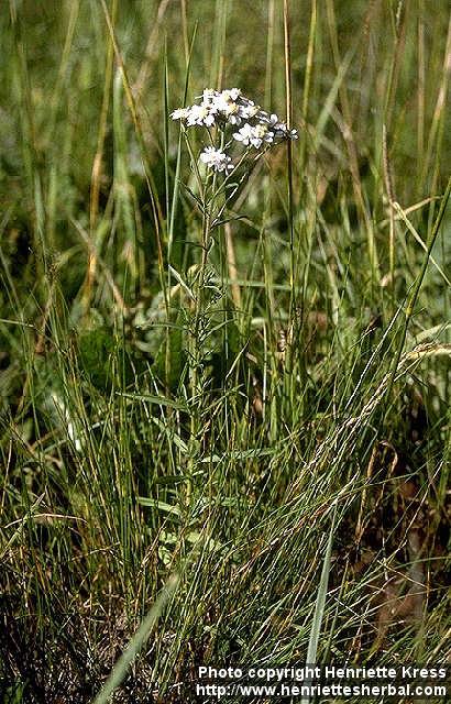 Photo: Achillea ptarmica 2.