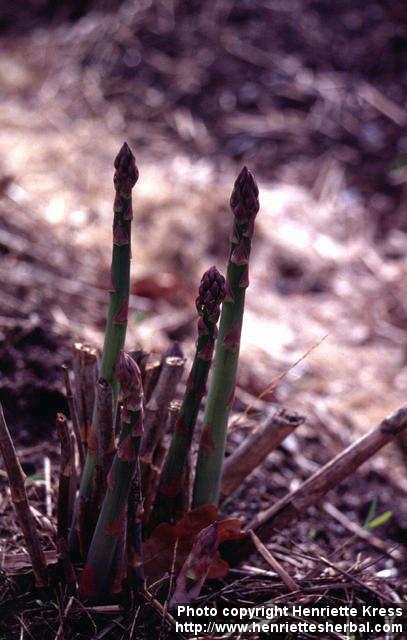 Photo: Asparagus officinalis 9.