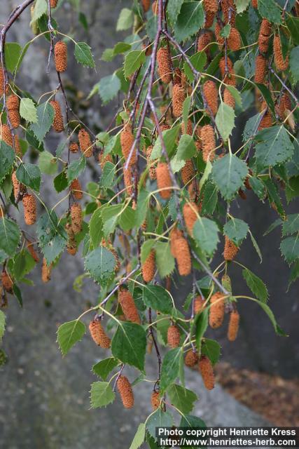 Photo: Betula pendula 6.
