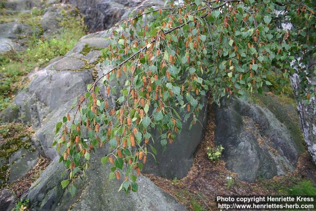 Photo: Betula pendula 7.