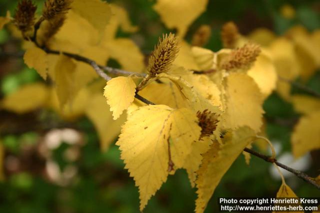 Photo: Betula ermanii.