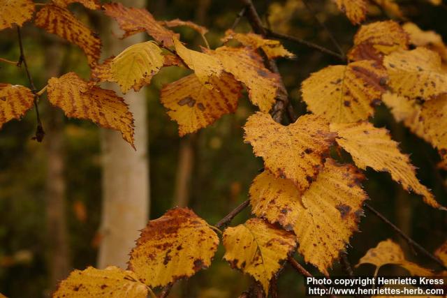 Photo: Betula ermanii 5.
