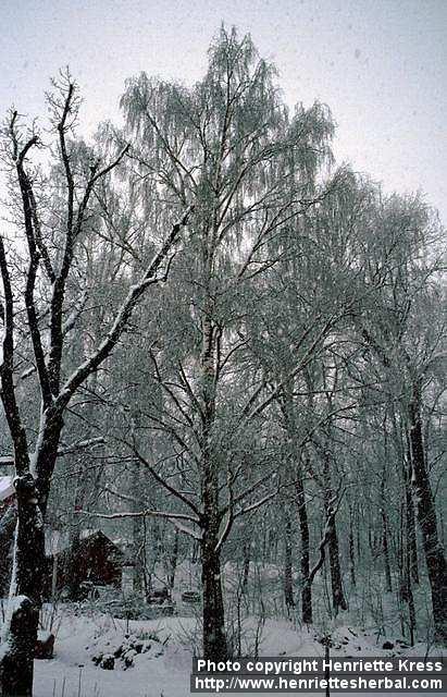 Photo: Betula pendula 3.