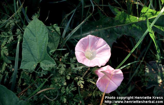 Photo: Calystegia sepium 4.