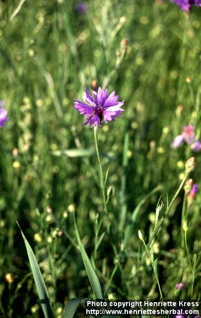 Photo: Centaurea cyanus 4.