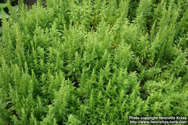 Photo: Chenopodium ambrosioides 6.