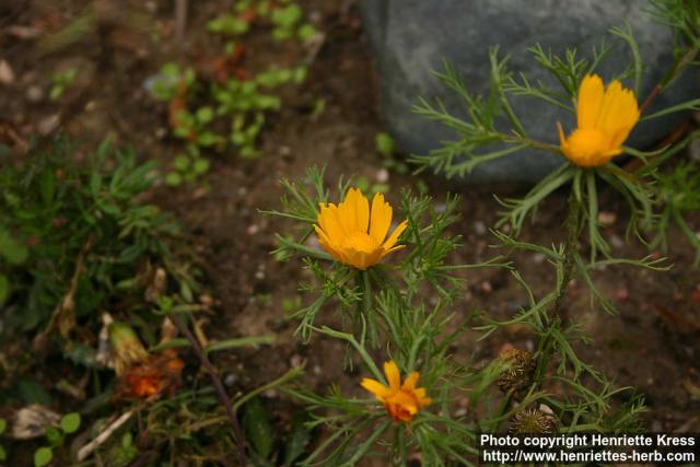 Photo: Cladanthus arabicus 2.