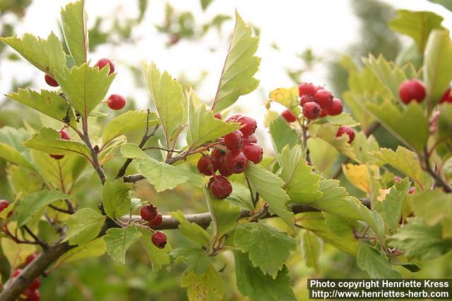 Photo: Crataegus maximowiczii 4.