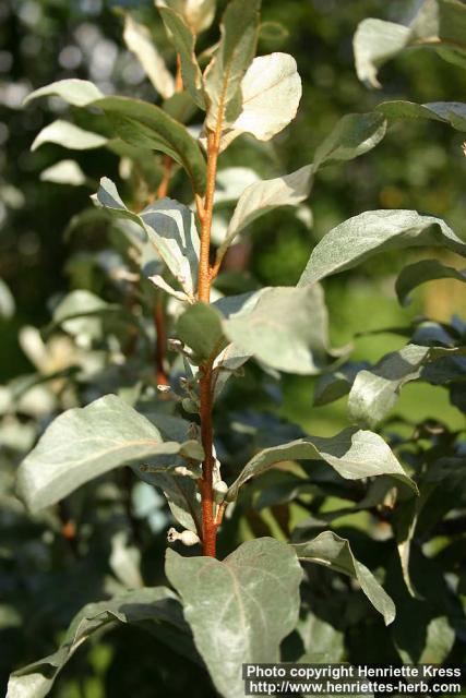Photo: Elaeagnus commutata 1.