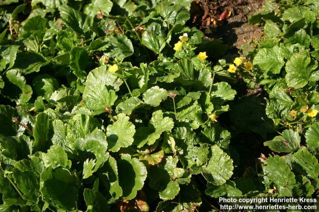 Photo: Geum montanum 0.