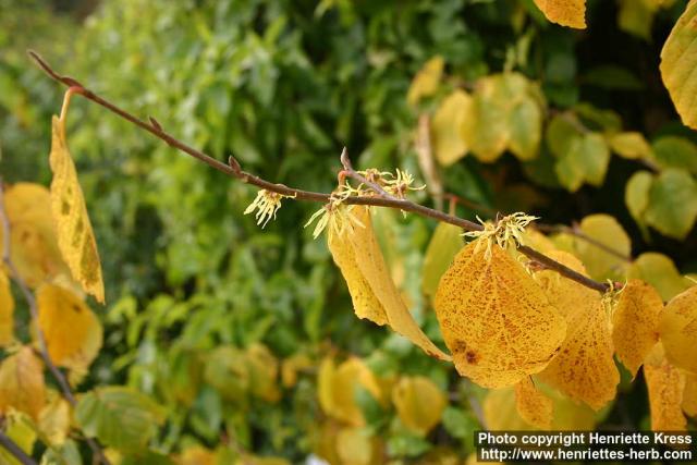 Photo: Hamamelis virginiana 2.