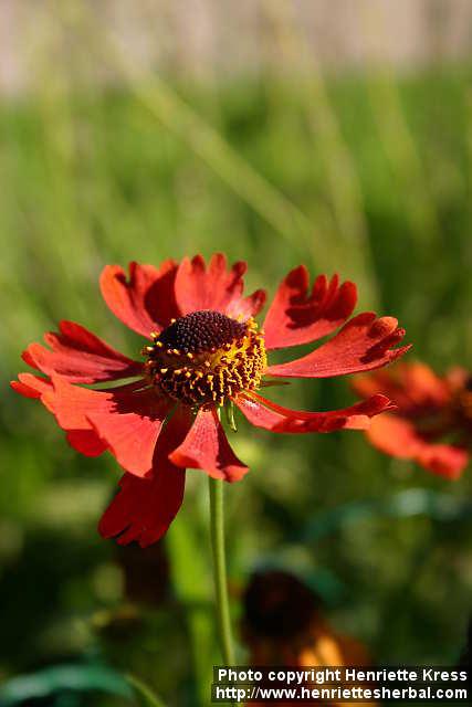 Photo: Helenium autumnale 3.
