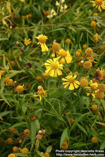 Photo: Helenium autumnale 4.