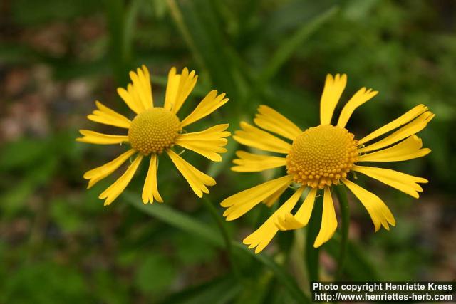 Photo: Helenium autumnale 6.