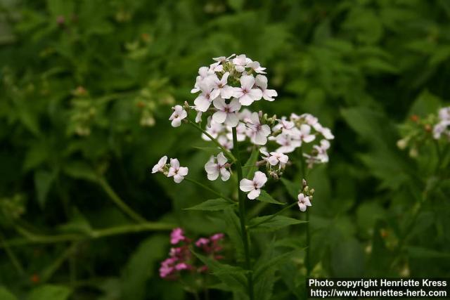 Photo: Hesperis matronalis 4.