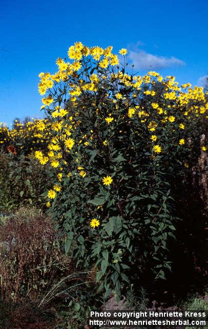Photo: Helianthus tuberosus 5.