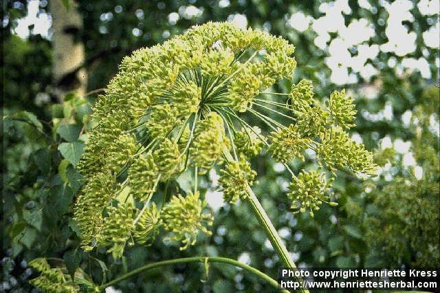 Photo: Heracleum mantegazzianum.