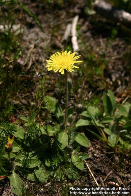 Photo: Hieracium pilosella 4.