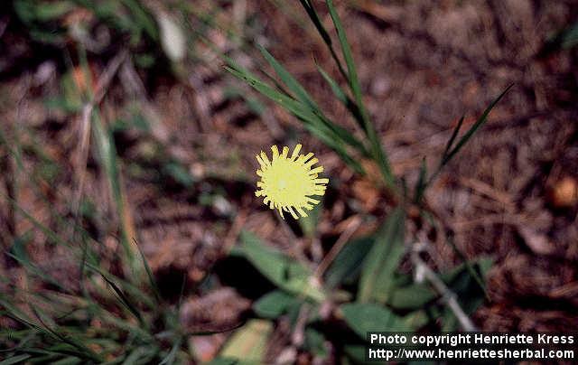Photo: Hieracium pilosella 1.