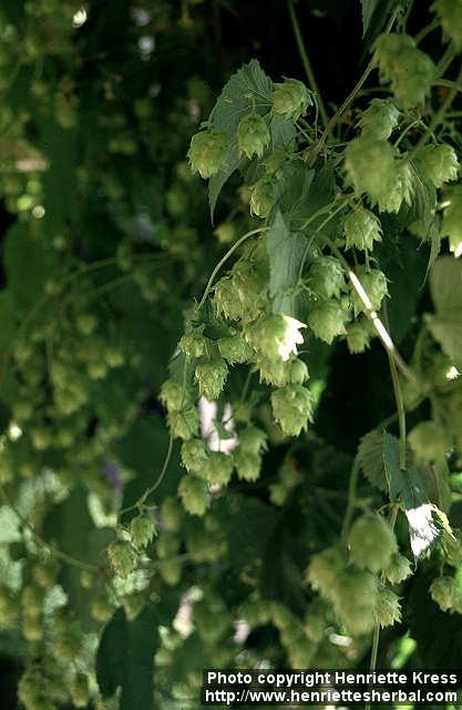 Photo: Humulus lupulus 5.