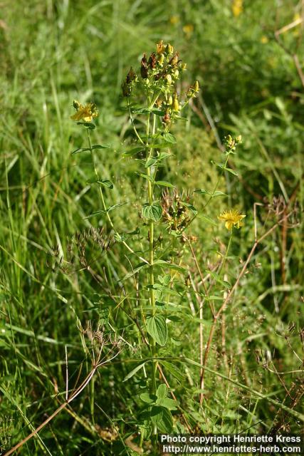 Photo: Hypericum perforatum 9.