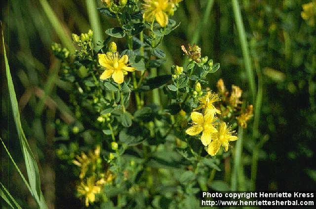 Photo: Hypericum perforatum 6.