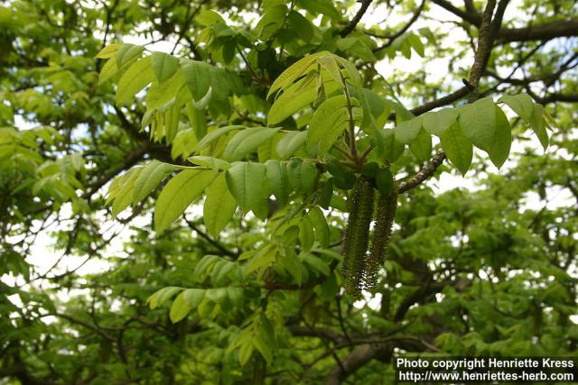 Photo: Juglans ailanthifolia 2.
