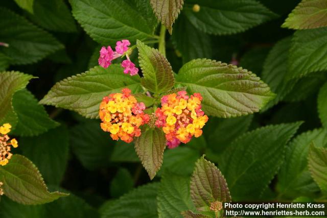 Photo: Lantana camara.