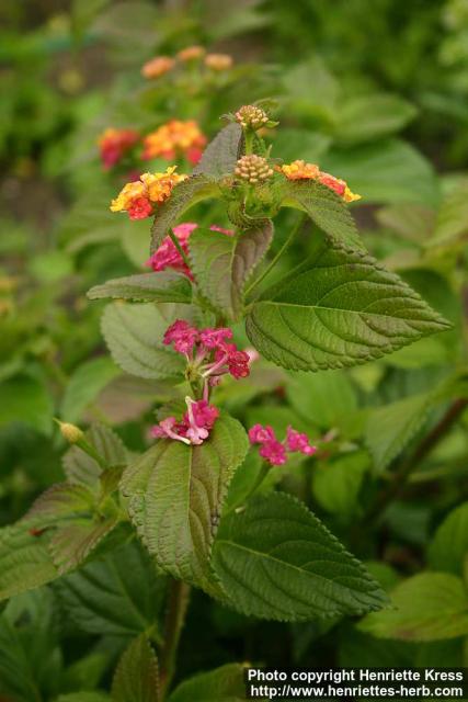 Photo: Lantana camara 1.