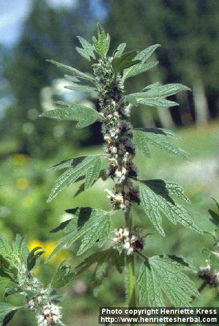 Photo: Leonurus cardiaca 4.