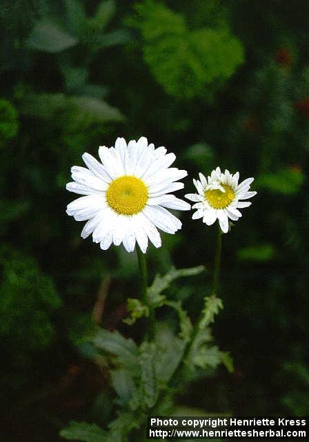 Photo: Leucanthemum vulgare 2.