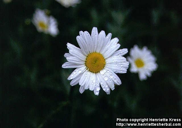 Photo: Leucanthemum vulgare 3.