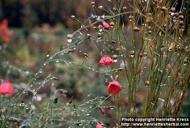 Photo: Linum grandiflorum 1.