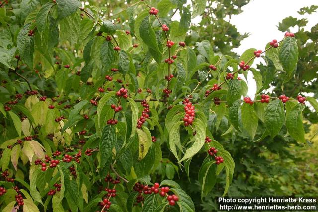 Photo: Lonicera maackii 1.