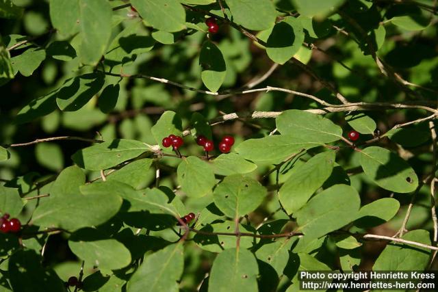 Photo: Lonicera xylosteum 5.