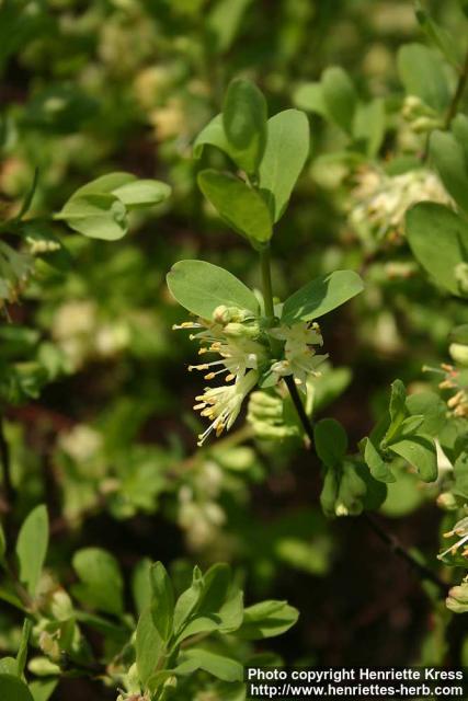 Photo: Lonicera caerulea 2.