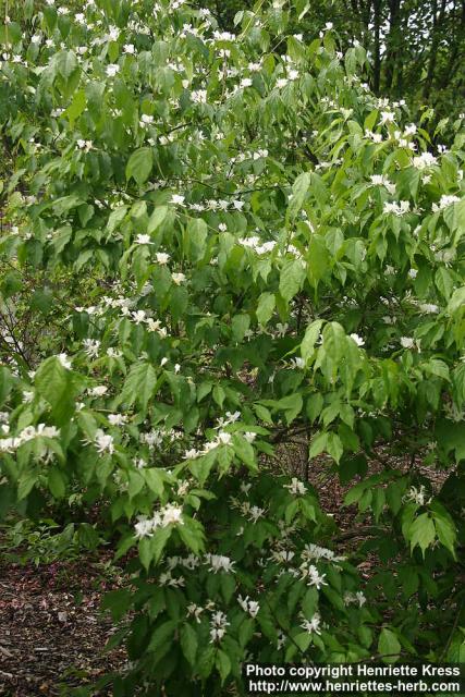 Photo: Lonicera maackii 5.