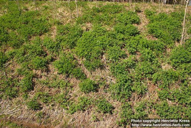 Photo: Lupinus polyphyllos 4.